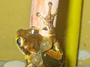 Frosch