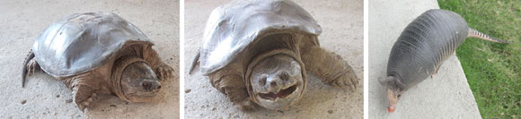 Tiere Sonnenschule