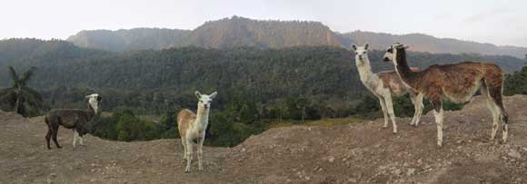 Lamas in der Nähe von Mindo