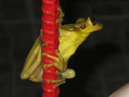 Frosch