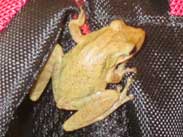 Frosch