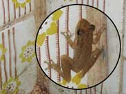 Frosch